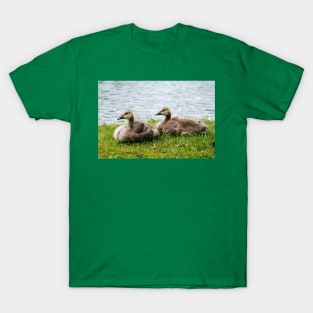 Young Canada geese T-Shirt